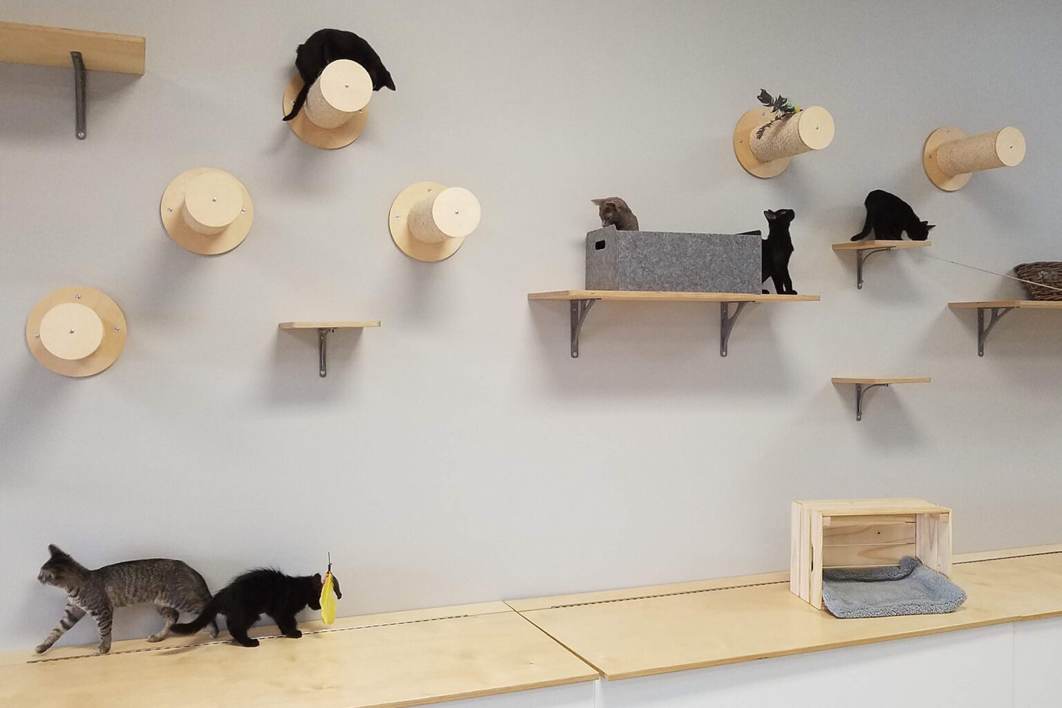  Reservations  Archive Frisky Cat  Cafe 