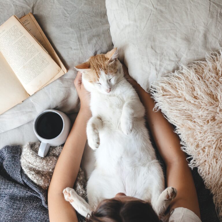 12 Best Cat Cafes in the US for Kitty Cuddles and Coffee